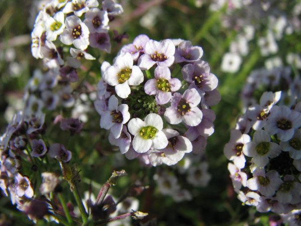 Лобулярия Приморская алиссум
