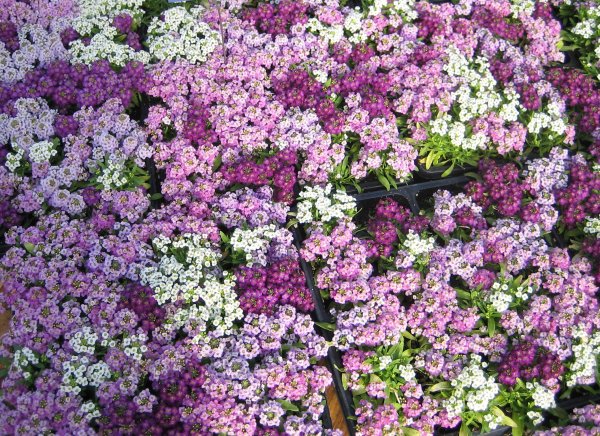 Алиссум лобулярия Каменник