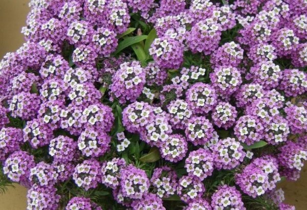 Алиссум фиолетовая Королева