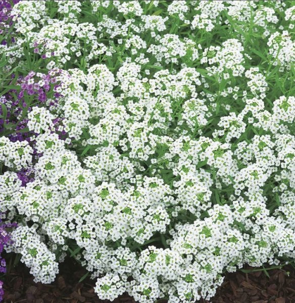 Алиссум лобулярия морская