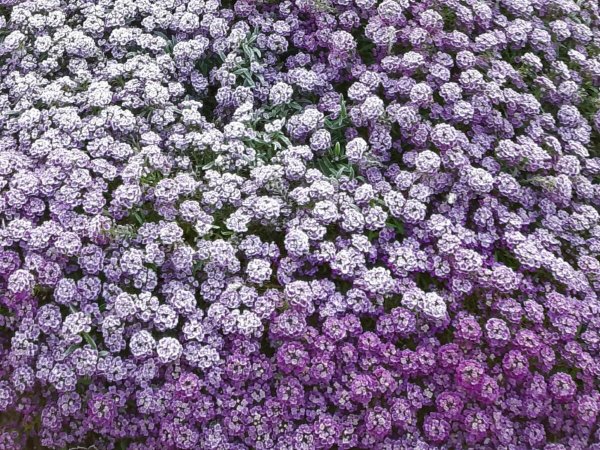 Алиссум Вондерленд Вайт