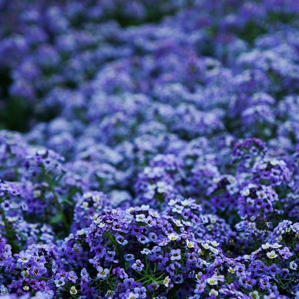 Алиссум морской