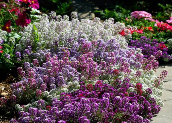 Алиссум лобулярия