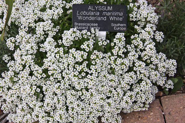 Алиссум Вондерленд Вайт