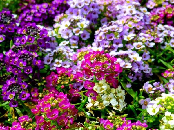 Алиссум Мэджик циклес микс