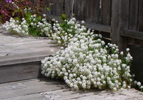 Лобулярия (Газонница)