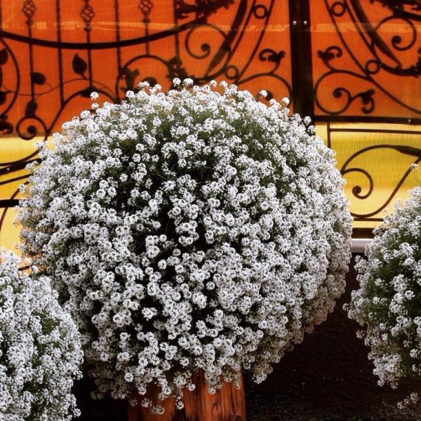 Алиссум лобулярия