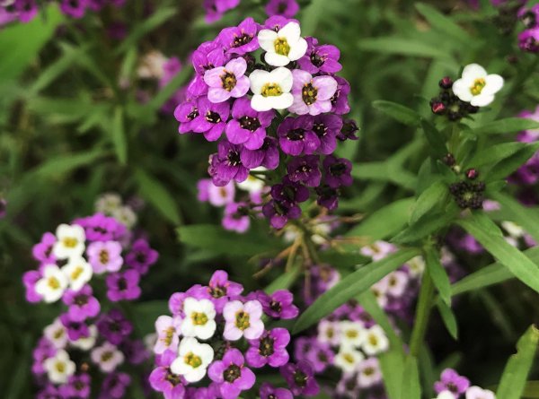 Алиссум лобулярия