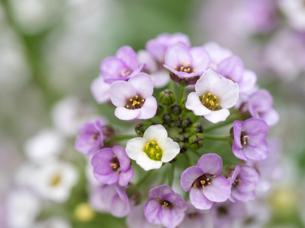 Алиссум морской