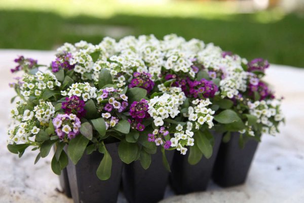 Алиссум многолетний