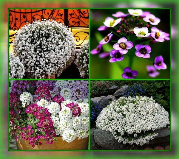 Алиссум лобулярия