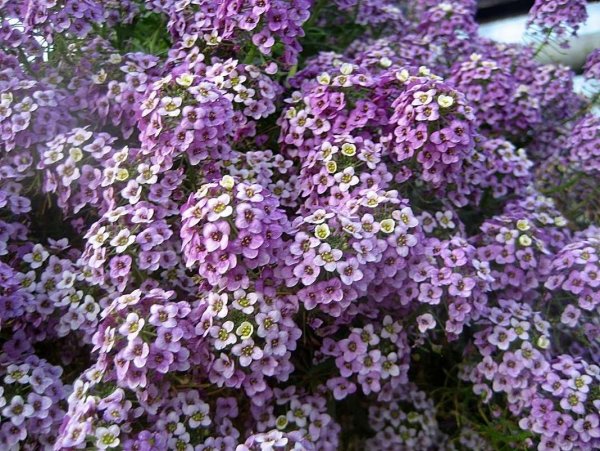 Алиссум ампельный