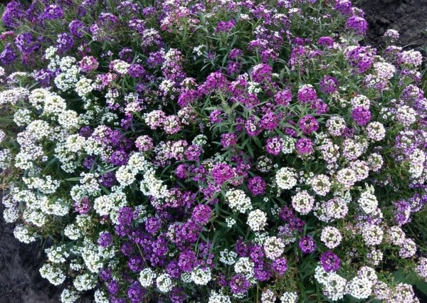 Лобулярия фиолетовая Королева