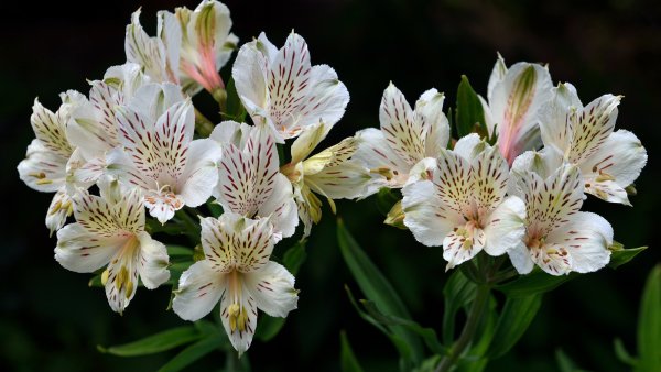 Альстромерия пелегринская