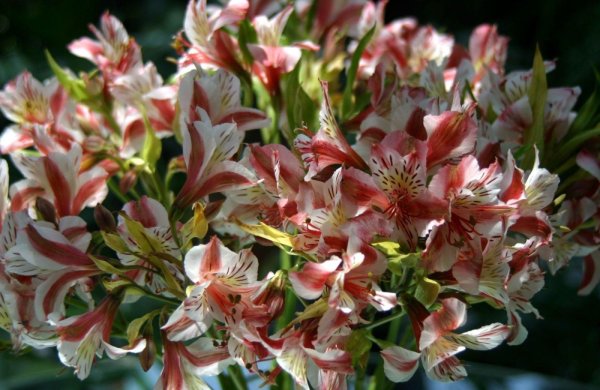 Альстромерия Перфекшн пурпурная