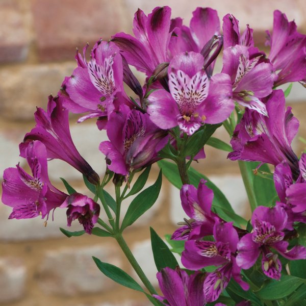 Альстромерия Венус