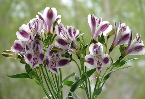 Альстромерия Кахорс