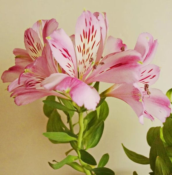 Цветы астельмерия