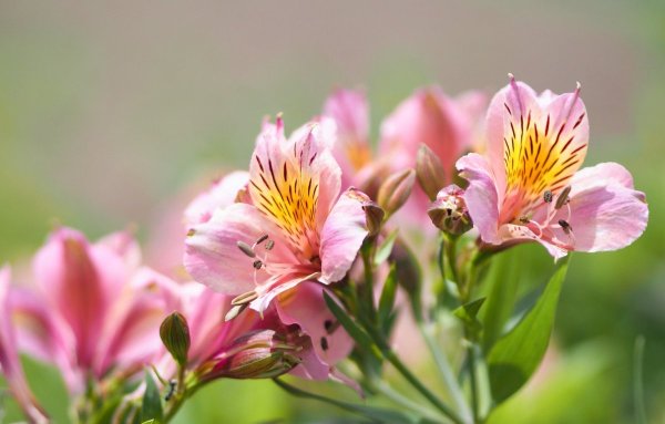 Альстромерия АННАРОЗА