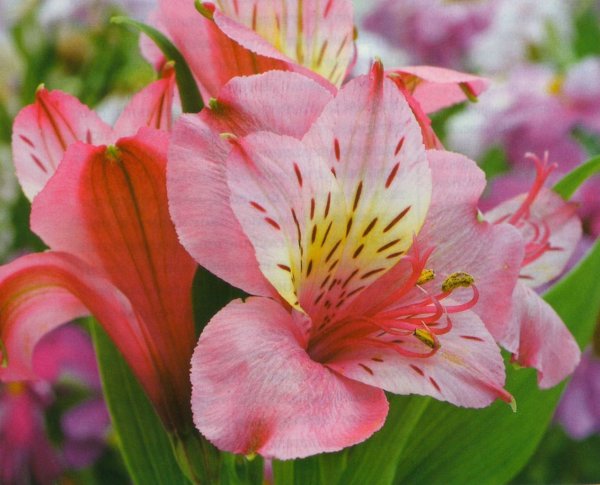 Альстромерия цветы