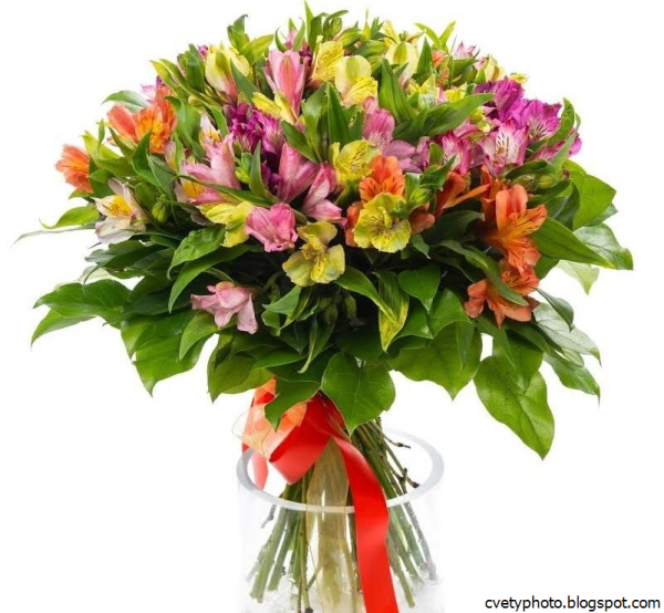 Букет «25 альстромерий»