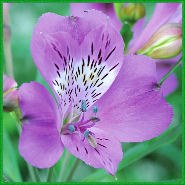 Альстромерия Лавандовая