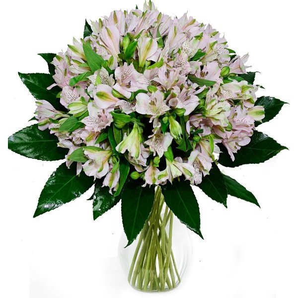 Альстромерия Фунза