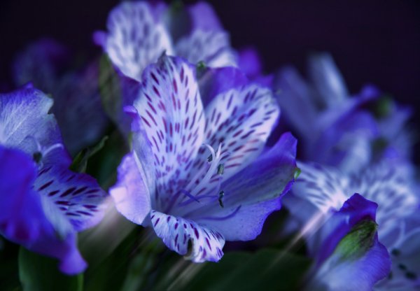 Альстромерия голубая