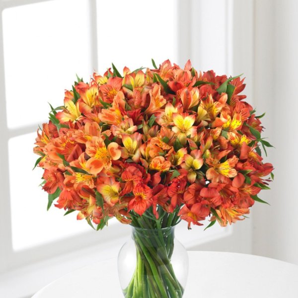 Альстромерия цветы