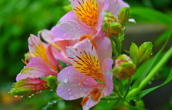 Альстромерия Венус