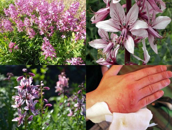 Цветок эдельвейсживопсиь