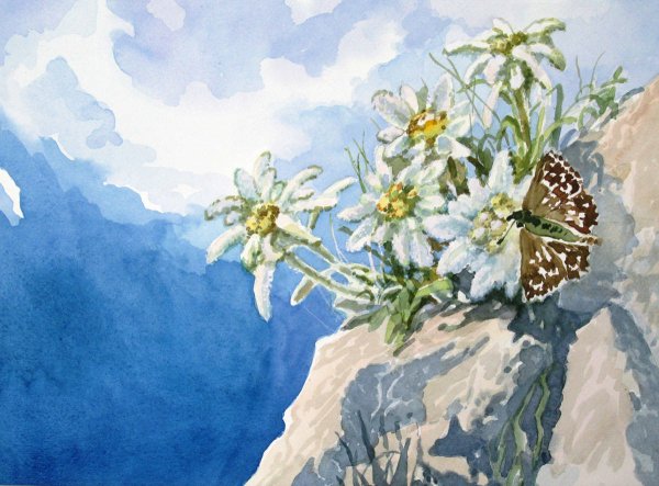 Колокольчик Кампанула