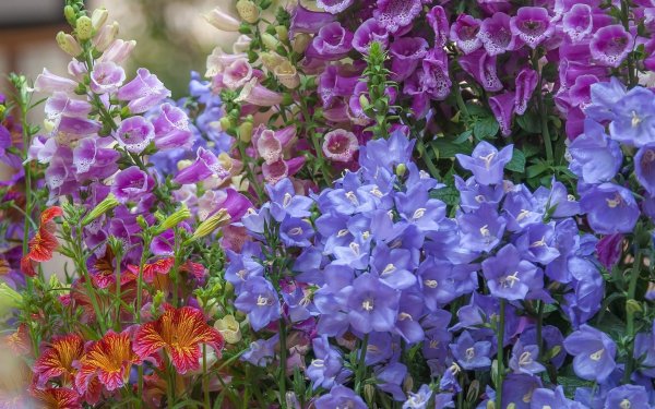 Луговые цветы космея