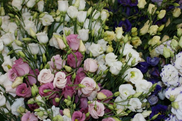 Цветок среди камней