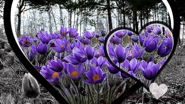 Букет цветов с пожеланиями