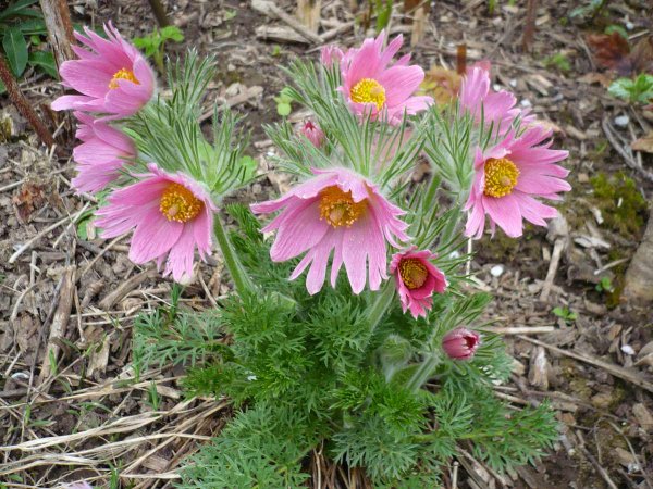 Букет шикарный