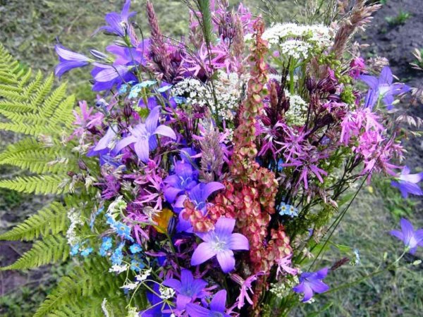 Цветы карандашом