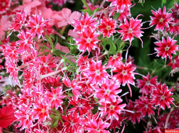 Красные и голубые звезды