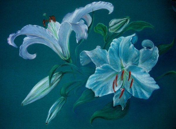 Лилии сухой пастелью