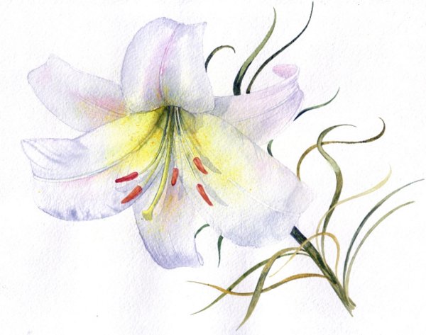 Лилии акварельными карандашами