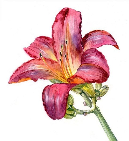 Лилия рисунок