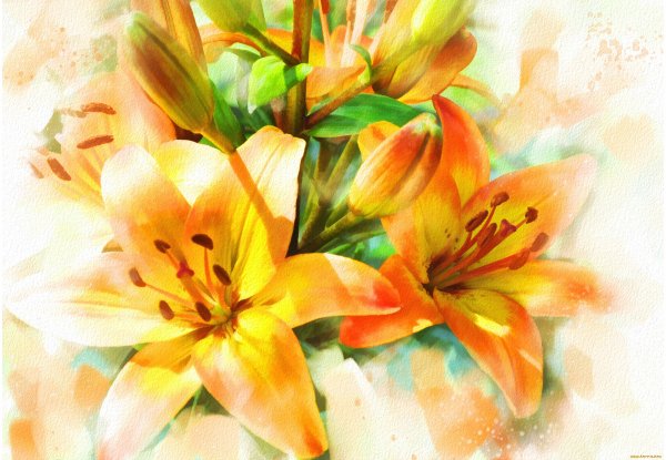 Лилии рисунок