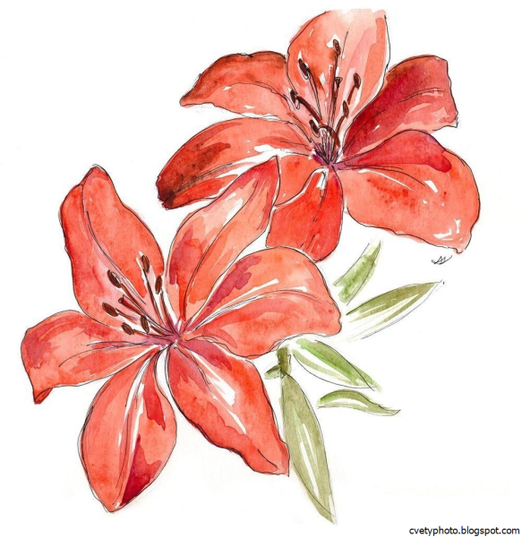 Цветы рисунок