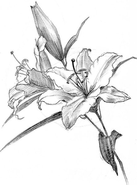 Рисунки карандашом в цвете