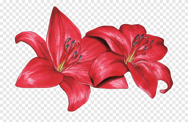Красные лилии на прозрачном фоне