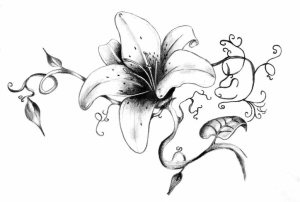 Паучья Лилия тату эскиз