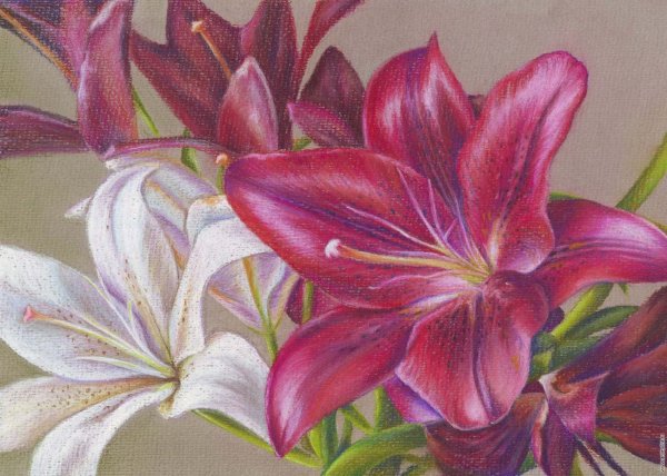 Цветы пастельными карандашами