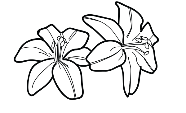 Лилии рисунок