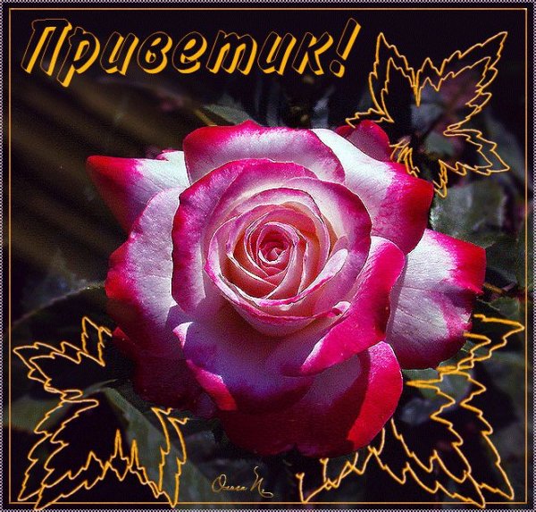 Приветик гиф