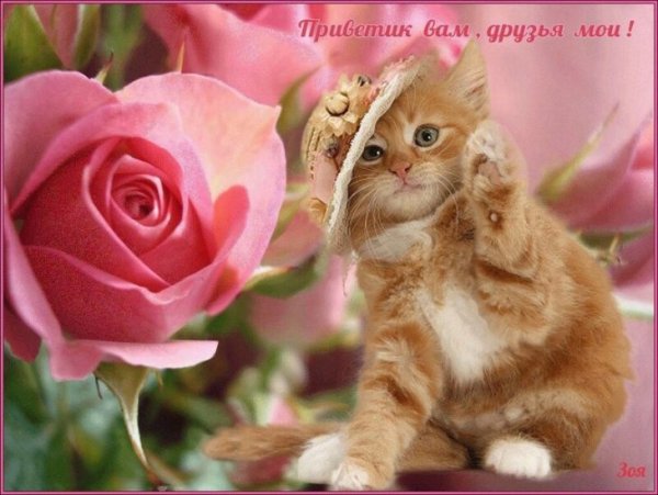 Красивое Приветствие с цветами